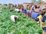 Burkina/Toéni: réalisation d’un jardin potager, après un constat de pénurie de légumes