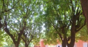 Burkina/Baccalauréat 2024: la «famille des meilleures» au Bambata