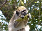 Sénégal: le Parc du Niokolo-Koba sort de la Liste du patrimoine mondial en péril (UNESCO)