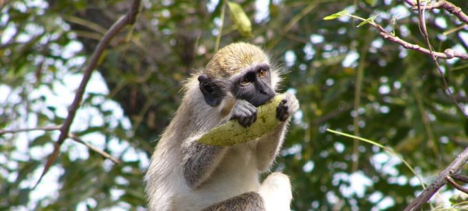 Sénégal: le Parc du Niokolo-Koba sort de la Liste du patrimoine mondial en péril (UNESCO)
