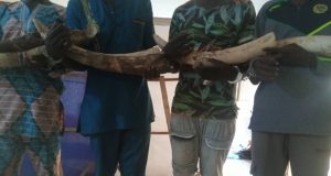 Togo: arrestation de 4 présumés trafiquants d’ivoire, deux Togolais et deux Burkinabè