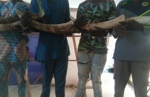 Togo: arrestation de 4 présumés trafiquants d’ivoire, deux Togolais et deux Burkinabè