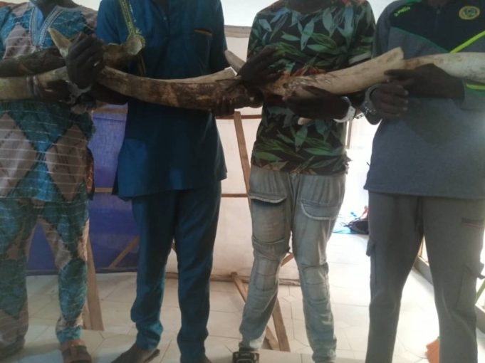 Togo: arrestation de 4 présumés trafiquants d’ivoire, deux Togolais et deux Burkinabè