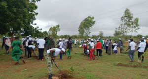 Koudougou: des agents de la SONABEL mettent en terre 775 plants