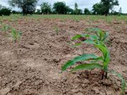 Burkina/Campagne agricole 2025-2026: « Il y a des attaques de la chenille qui restent sous contrôle »