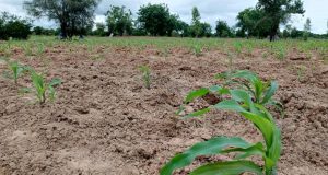 Burkina/Campagne agricole 2025-2026: « Il y a des attaques de la chenille qui restent sous contrôle »