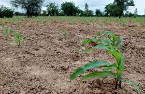 Burkina/Campagne agricole 2025-2026: « Il y a des attaques de la chenille qui restent sous contrôle »