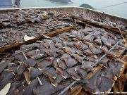 Trafic d’ailerons des chondrichtyens: les requins plus menacés que les éléphants et les grands félins