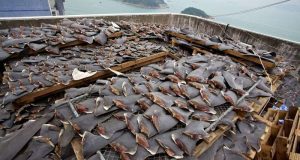Trafic d’ailerons des chondrichtyens: les requins plus menacés que les éléphants et les grands félins