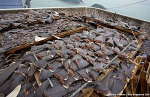 Trafic d’ailerons des chondrichtyens: les requins plus menacés que les éléphants et les grands félins