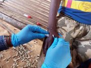 Mpox en Afrique : les enfants particulièrement menacés par la nouvelle variante (OMS/UNICEF)
