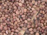 Burkina: suspension temporaire de l’exportation de l’amande de karité