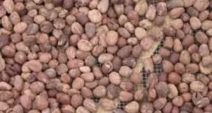 Burkina: suspension temporaire de l’exportation de l’amande de karité
