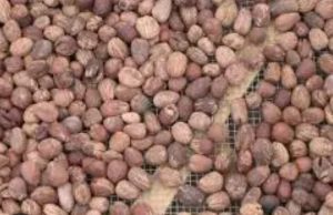 Burkina: suspension temporaire de l’exportation de l’amande de karité