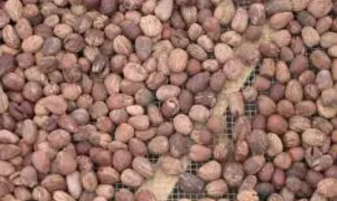 Burkina: suspension temporaire de l’exportation de l’amande de karité