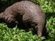 Le pangolin d’Afrique en danger