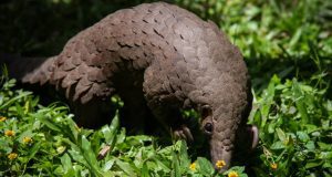 Le pangolin d’Afrique en danger