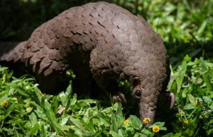 Le pangolin d’Afrique en danger