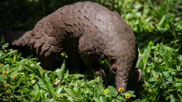 PANGOLIN