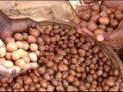 Burkina: le kilogramme de l’amande karité fixé entre 300 à 310 FCFA dans les régions