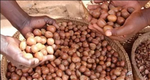Burkina: le kilogramme de l’amande karité fixé entre 300 à 310 FCFA dans les régions