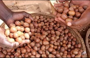 Burkina: le kilogramme de l’amande karité fixé entre 300 à 310 FCFA dans les régions