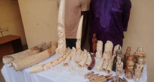 Criminalité faunique: deux trafiquants d’ivoire mis aux arrêts à Lomé