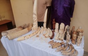 Criminalité faunique: deux trafiquants d’ivoire mis aux arrêts à Lomé
