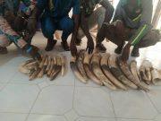 Togo: 4 trafiquants d’ivoire condamnés à 36 mois de prison dont 24 mois de sursis