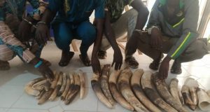 Togo: 4 trafiquants d’ivoire condamnés à 36 mois de prison dont 24 mois de sursis