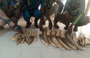 Togo: 4 trafiquants d’ivoire condamnés à 36 mois de prison dont 24 mois de sursis