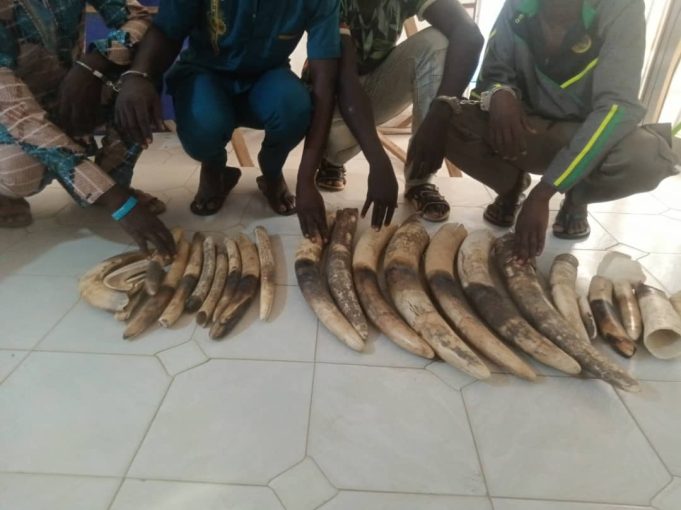 Togo: 4 trafiquants d’ivoire condamnés à 36 mois de prison dont 24 mois de sursis
