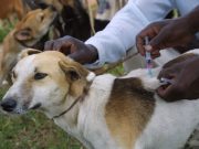 Burkina/Centre-Sud: 1 231 animaux vaccinés contre la rage, à la date du 11 novembre