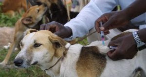 Burkina/Centre-Sud: 1 231 animaux vaccinés contre la rage, à la date du 11 novembre