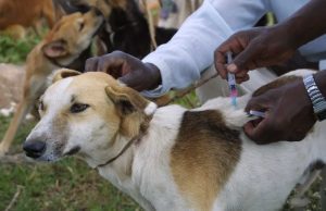 Burkina/Centre-Sud: 1 231 animaux vaccinés contre la rage, à la date du 11 novembre
