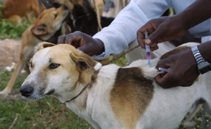 Burkina/Centre-Sud: 1 231 animaux vaccinés contre la rage, à la date du 11 novembre