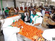Bobo-Dioulasso: le président du Faso inaugure une usine de transformation de tomate