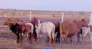 Burkina/Reconquête territoriale: les forces combattantes récupèrent 10 bovins dans la zone de Bango
