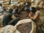 Côte d’Ivoire: fuite des produits agricoles de rente