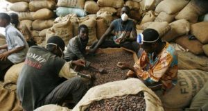Côte d’Ivoire: fuite des produits agricoles de rente