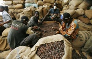 Côte d’Ivoire: fuite des produits agricoles de rente