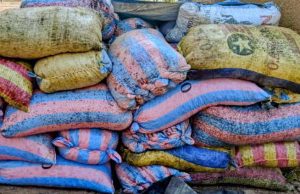 Burkina: saisie de plus de 10 tonnes d’amandes de karité
