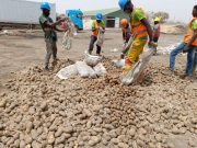 Burkina: plus de 60 tonnes de pommes de terre avariées saisies