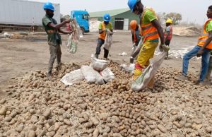 Burkina: plus de 60 tonnes de pommes de terre avariées saisies