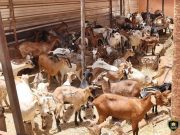 Ouagadougou: environ 1 500 têtes d’animaux mises en fourrière