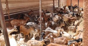 Ouagadougou: environ 1 500 têtes d’animaux mises en fourrière