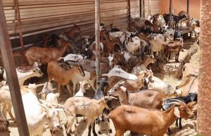 Ouagadougou: environ 1 500 têtes d’animaux mises en fourrière