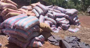 Burkina: plus de 30 tonnes de noix brute de cajou saisies