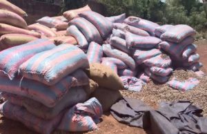 Burkina: les commerçants de la noix brute de cajou ont jusqu’au 25 février pour déclarer leurs stocks