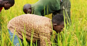 Côte d’Ivoire : le Fonds africain de développement accorde un prêt de plus de 18 millions de dollars pour accroître la productivité rizicole